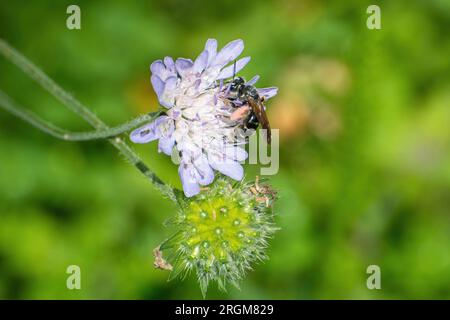 Grande ape scabiosa da miniera (Andrena hattorfiana) con grani di polline rosa sulle zampe posteriori, su fiori selvatici scabiosi nei campi durante l'estate, Inghilterra, Regno Unito Foto Stock