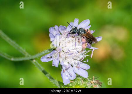 Grande ape scabiosa da miniera (Andrena hattorfiana) con grani di polline rosa sulle zampe posteriori, su fiori selvatici scabiosi nei campi durante l'estate, Inghilterra, Regno Unito Foto Stock