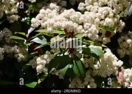 photinia giapponese, Photinia glabra, fényeslevelű korallberkenye, Budapest, Ungheria, Magyarország, Europa Foto Stock