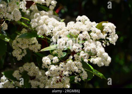 photinia giapponese, Photinia glabra, fényeslevelű korallberkenye, Budapest, Ungheria, Magyarország, Europa Foto Stock