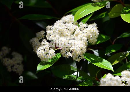 photinia giapponese, Photinia glabra, fényeslevelű korallberkenye, Budapest, Ungheria, Magyarország, Europa Foto Stock