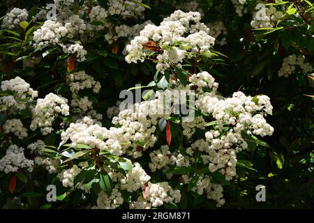 photinia giapponese, Photinia glabra, fényeslevelű korallberkenye, Budapest, Ungheria, Magyarország, Europa Foto Stock