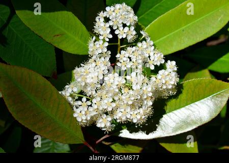 photinia giapponese, Photinia glabra, fényeslevelű korallberkenye, Budapest, Ungheria, Magyarország, Europa Foto Stock