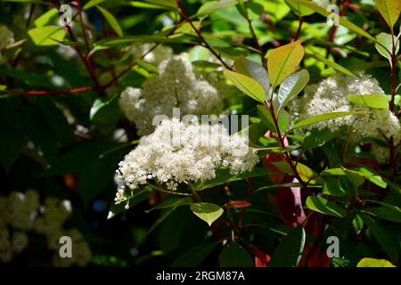 photinia giapponese, Photinia glabra, fényeslevelű korallberkenye, Budapest, Ungheria, Magyarország, Europa Foto Stock