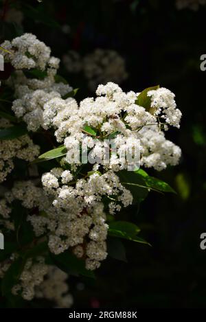 photinia giapponese, Photinia glabra, fényeslevelű korallberkenye, Budapest, Ungheria, Magyarország, Europa Foto Stock