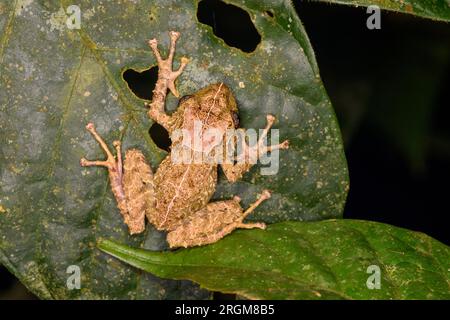 Chiriqui Robber Frog (Pristimantis cruentus) da Bosque de Paz, Costa Rica. Foto Stock