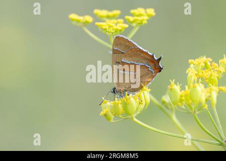 La farfalla di razza marrone (Thecla betulae) è un fiore selvatico (Pastinaca sativa) in estate, Inghilterra, Regno Unito Foto Stock