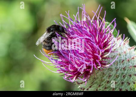 bumblebee dalla coda rossa (Bombus lapidarius) che si nutrono di nettare e polline su una testa di cardo lanoso ((Cirsium eriophorum), Inghilterra, Regno Unito Foto Stock