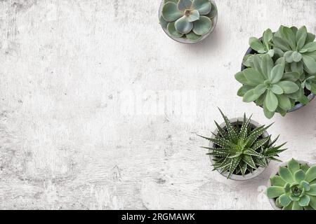 sfondo minimalista con varie piante grasse su una scrivania in legno dipinto di bianco, vista dall'alto, flatlay, spazio per il testo Foto Stock