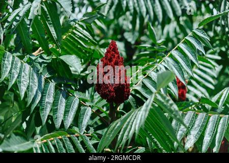 Un'alta pianta ornamentale Rhus typhina, un fiore rosso dell'albero sumac. Il fiore rosso dell'albero sumac. Sumac con corna, o sumac soffice, aceto dx Foto Stock