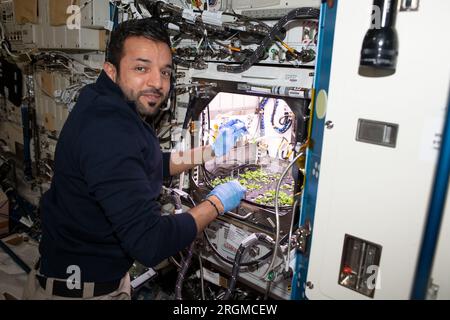 Stazione spaziale Internazionale, orbita terrestre. 8 agosto 2023. Stazione spaziale Internazionale, ORBITA TERRESTRE. 8 agosto 2023. L'astronauta degli Emirati Arabi Uniti e l'ingegnere di volo della Expedition 69 Sultan al Neyadi lavora nel modulo laboratorio Kibo per la raccolta delle foglie dalle piante di thale Cress, 8 agosto 2023 nell'orbita terrestre. L'esperimento di botanica spaziale Plant Habitat sta informando i ricercatori su come coltivare cibo e sostenere gli equipaggi nelle future missioni spaziali. Crediti: NASA/NASA/Alamy Live News Foto Stock