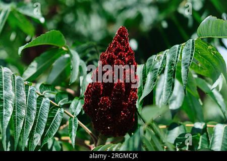 Un'alta pianta ornamentale Rhus typhina, un fiore rosso dell'albero sumac. Il fiore rosso dell'albero sumac. Sumac con corna, o sumac soffice, aceto dx Foto Stock