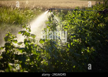 Trattamento dei lamponi da malattie e parassiti Foto Stock