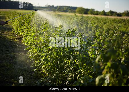 Trattamento dei lamponi da malattie e parassiti Foto Stock