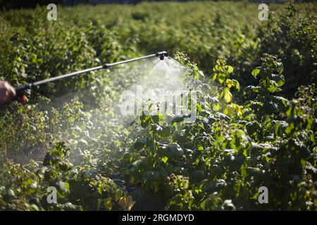 Trattamento dei lamponi da malattie e parassiti Foto Stock