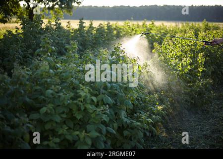 Trattamento dei lamponi da malattie e parassiti Foto Stock