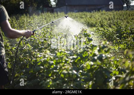 Trattamento dei lamponi da malattie e parassiti Foto Stock