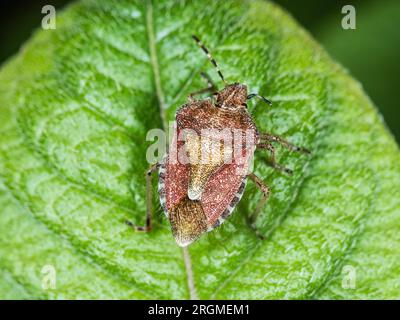 Colorazione invernale marrone della comune schermatura verde, Palomena prasina , in un giardino britannico Foto Stock