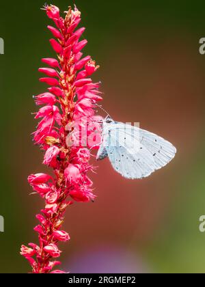 Sottobosco della covata estiva della farfalla Holly Blue, Celastrina argiolus, che si nutre di Persicaria amplexicaulis in un giardino del Regno Unito Foto Stock