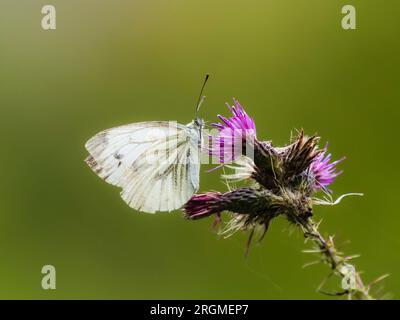 Farfalla bianca venata verde adulta, Pieris napi, che si nutre di Cirsium palustre, cardo palustre, in un giardino del Regno Unito Foto Stock