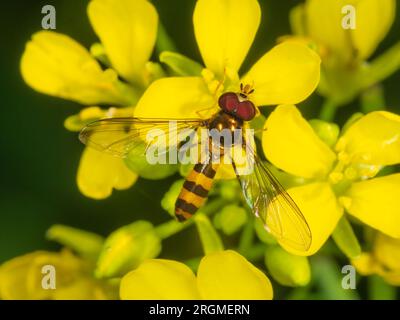 Maschio adulto Meliscaeva cinctella hoverfly che si nutre di fiori di senape in un giardino del Regno Unito Foto Stock