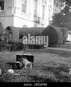 La fotografia mostra Blackie e Tiger, due dei gatti di proprietà del presidente Calvin Coolidge CA. 1923 Foto Stock