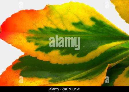 Natura morta: Super macro, due foglie di euonymus japonicus invernali rosse, arancioni, gialle e verdi. Foto Stock