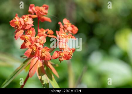 Primo piano dei fiori di grifone (euphorbia griffithii) in fiore Foto Stock