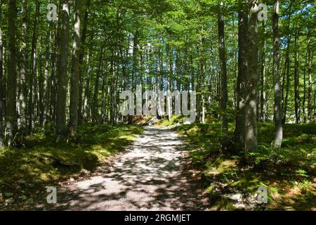 Ampio sentiero a piedi che conduce attraverso una foresta temperata a foglia larga, decidua, con la luce del sole che splende sul terreno di Vrata, alpi Giulie, Slovenia Foto Stock