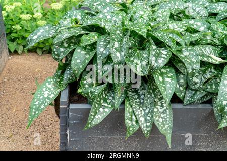 Foglie verdi della pianta di Lungwort scuro (Pulmonaria Officinalis) con grandi macchie d'argento. Una delle piante medicinali con proprietà curative per la salute Foto Stock