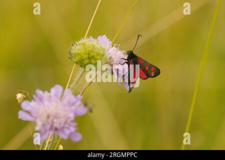 Sei macchie di falena burnet che si nutrono di nettare di fiori scabiosi Foto Stock