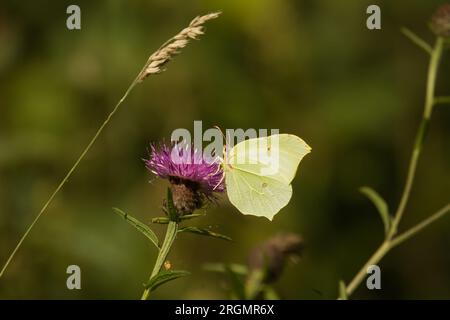 Brimstone Butterfly che si nutre di nettare del fiore a nodi Foto Stock