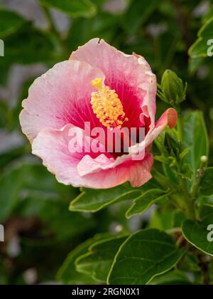 Fiore di ibisco che si apre con grandi petali in due tonalità di rosa, con bordi frilly e stami gialli, giardino australiano in inverno Foto Stock