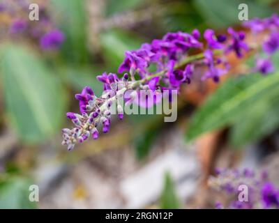 Fiori viola della Hardenbergia, nota anche come Happy Wander, una pianta nativa australiana con un'abitudine folle Foto Stock