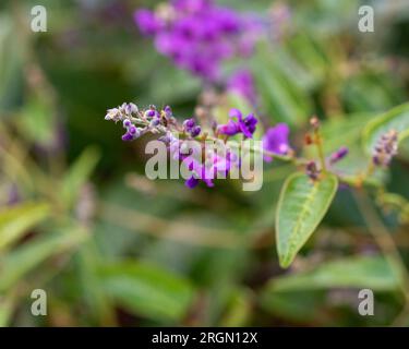 Fiori viola della Hardenbergia, nota anche come Happy Wander, una pianta nativa australiana con un'abitudine folle Foto Stock