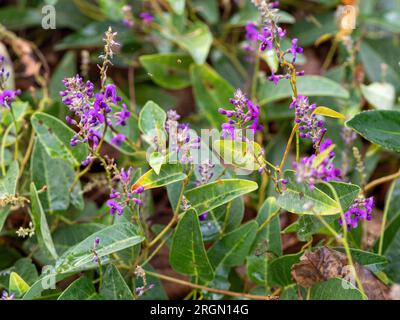 Fiori viola della Hardenbergia, nota anche come Happy Wander, una pianta nativa australiana con un'abitudine folle Foto Stock