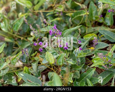 Fiori viola della Hardenbergia, nota anche come Happy Wander, una pianta nativa australiana con un'abitudine folle Foto Stock