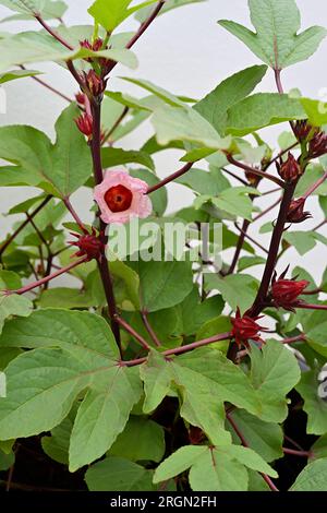 Roselle (H. sabdariffa) è una specie di Hibiscus originaria dell'Africa. Viene utilizzato per la produzione di fibre di ghisa, mentre i calici rossi possono essere infusi i. Foto Stock