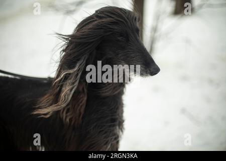 Cane con capelli neri. Afghano. Animale grazioso. Bellissimo animale domestico. Razza di cane. Foto Stock