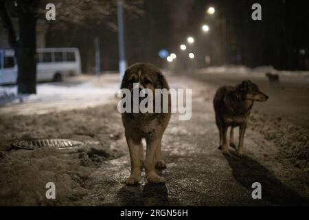 I cani sono in viaggio di notte. Cani randagi per strada. Animali domestici che camminano. Confezione di cani. Foto Stock