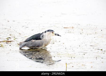 Heron notturno con corona nera in piedi in acqua Foto Stock