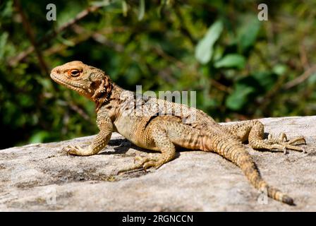 L'agama caucasica (Paralaudakia caucasia) è una specie di lucertola agamide diffusa nel Caucaso. Foto Stock