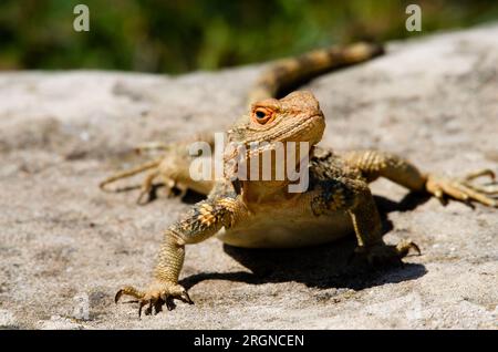 L'agama caucasica (Paralaudakia caucasia) è una specie di lucertola agamide diffusa nel Caucaso. Foto Stock