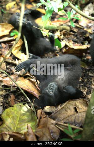 Due macachi di Sulawesi crestati neri (Macaca nigra) distesi e seduti sul pavimento della foresta, fermandosi dal foraggio nella riserva naturale di Tangkoko, Sulawesi settentrionale, Indonesia. Un recente rapporto di un team di scienziati guidati da Marine Joly ha rivelato che la temperatura sta aumentando nella foresta di Tangkoko e l'abbondanza complessiva di frutta è diminuita. "Tra il 2012 e il 2020, le temperature sono aumentate fino a 0,2 gradi Celsius all'anno nella foresta, e l'abbondanza complessiva di frutta è diminuita dell'1% all'anno", hanno scritto sull'International Journal of Primatology nel luglio 2023 (accessibile tramite Springer). Foto Stock