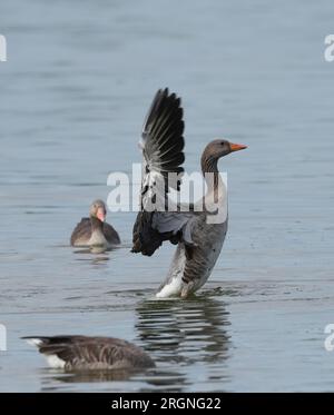 Rangsdorf, Germania. 10 agosto 2023. Oche Greylag che nuotano sul lago Rangsdorf. Il bacino d'acqua è considerato il secondo lago più grande della regione di Teltow-Fläming ed è un popolare luogo di sosta per oche selvatiche e gru, soprattutto in autunno. Credito: Soeren Stache/dpa/Alamy Live News Foto Stock