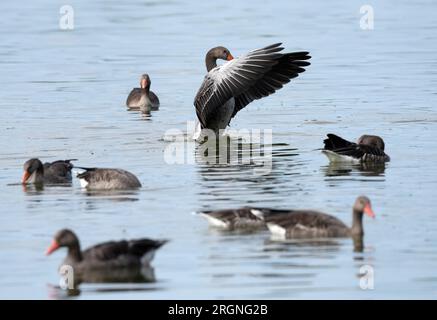 Rangsdorf, Germania. 10 agosto 2023. Oche Greylag che nuotano sul lago Rangsdorf. Il bacino d'acqua è considerato il secondo lago più grande della regione di Teltow-Fläming ed è un popolare luogo di sosta per oche selvatiche e gru, soprattutto in autunno. Credito: Soeren Stache/dpa/Alamy Live News Foto Stock