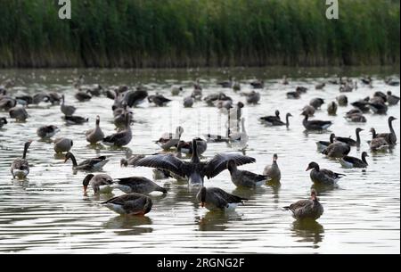 Rangsdorf, Germania. 10 agosto 2023. Oche Greylag che nuotano sul lago Rangsdorf. Il bacino d'acqua è considerato il secondo lago più grande della regione di Teltow-Fläming ed è un popolare luogo di sosta per oche selvatiche e gru, soprattutto in autunno. Credito: Soeren Stache/dpa/Alamy Live News Foto Stock