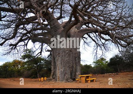 L'area di Tshipise nel nord-est di Limpopo vanta una delle più grandi popolazioni di alberi di Baobab in Sudafrica. Foto Stock