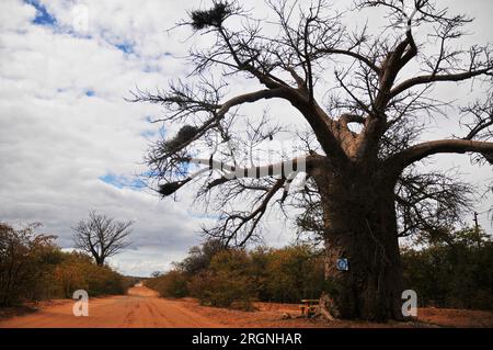 L'area di Tshipise nel nord-est di Limpopo vanta una delle più grandi popolazioni di alberi di Baobab in Sudafrica. Foto Stock