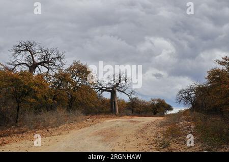 L'area di Tshipise nel nord-est di Limpopo vanta una delle più grandi popolazioni di alberi di Baobab in Sudafrica. Foto Stock